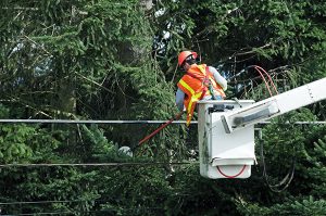 tree trimmer in bucket