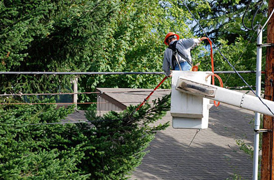 tree trimming