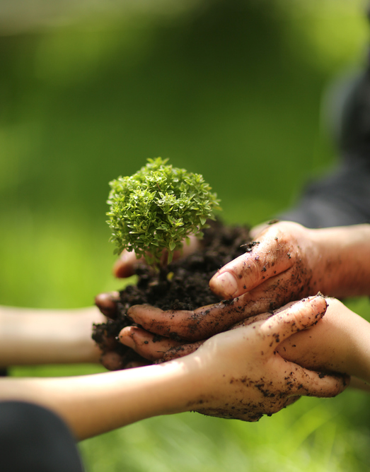 hands holding plants