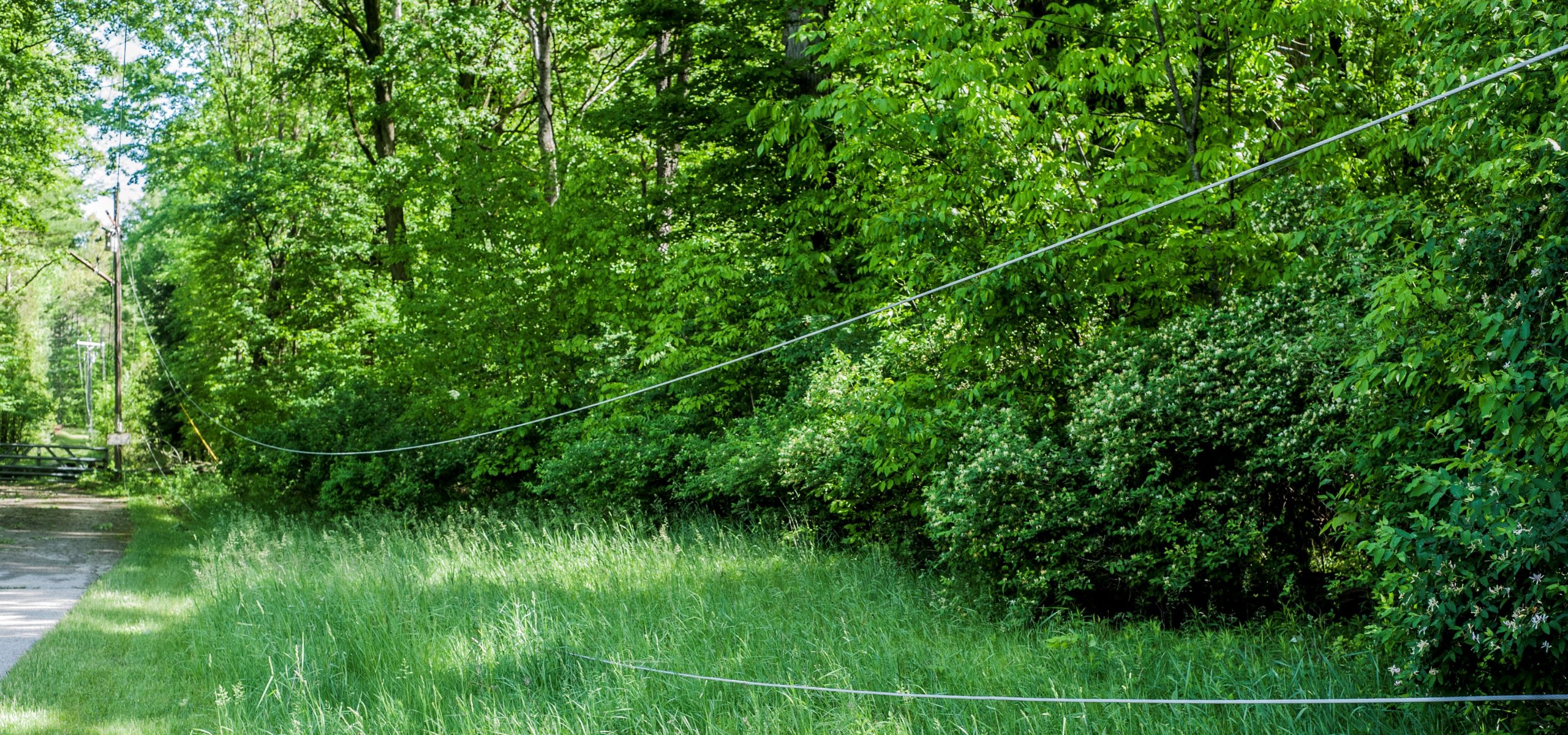 Downed Power Line