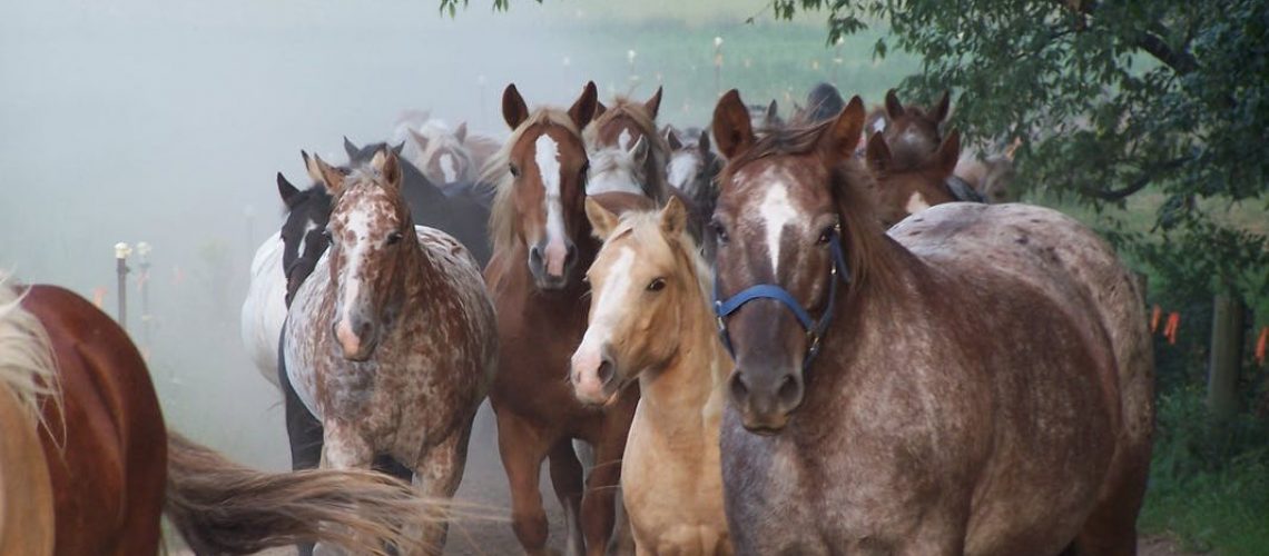 Stony Lake Stables