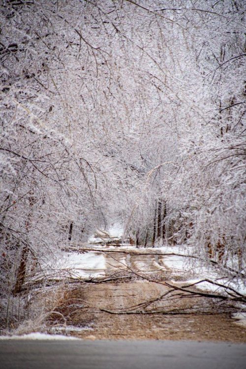 IMG_4472 Iced trees